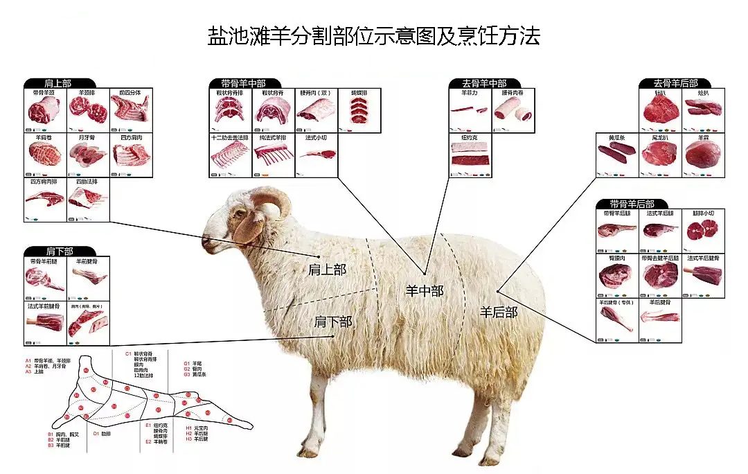 盐池滩羊分割部位图